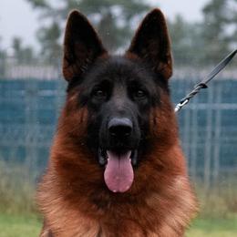 iuky - German Shepherd