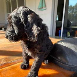 Yeti - Chocolate male Goldendoodle puppy in St Johns, Florida from Nini's Poodles and Doodles of St. Johns Co.