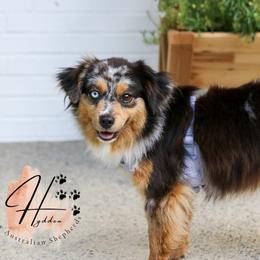 Miniature Australian Shepherds and Toy Australian Shepherds from Hydden Aussies