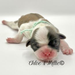 Brindle and White Female - Mint Collar - Brindle and white female Shih Tzu puppy in Crawfordsville, Indiana from Swaying Sycamore Farm