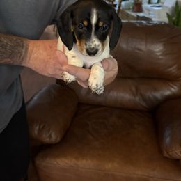 Miss Moo - Black and tan female Dachshund puppy in Deltona, Florida from Alicia’s Adorable Dachshunds