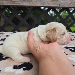 Zena - Lemon and white female Basset Hound puppy in Denison, Texas from Emma Lou's Baby Bassets