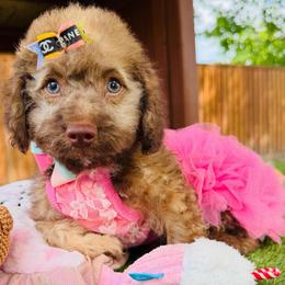 CLEO - Cafe au lait female Maltipoo puppy in Sugar Land, Texas from Celebrity Maltipoos