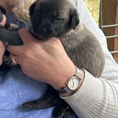 Blue - Dun male Kangal puppy in Mount Vernon, Washington from Hidden Meadow Ranch