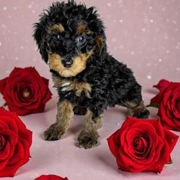 Darth - Black and tan male Cavapoo puppy in Eau Claire, Wisconsin from Fisher River Doodle's