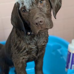 Labrador Retriever Puppies from Puzzles Labradors