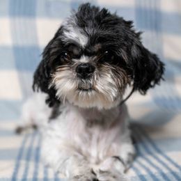 Trolli - Shih Tzu