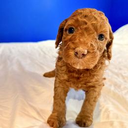 Golden Girl 2 - Red female Bernedoodle puppy in Anchorage, Alaska from Cascade Country Doodles
