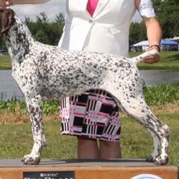 German Shorthaired Pointers and Gordon Setters from Pointsetter Farm