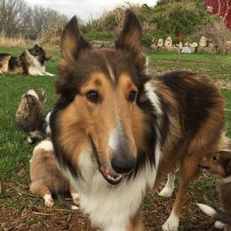 Kuki - Collie