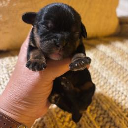 Girl 2 - female Cavalier King Charles Spaniel puppy in Tucson, Arizona from Abbey Road Cavaliers