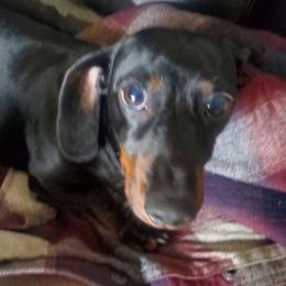 Emmy - Dachshund