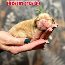 Boy 2 - Red roan male Cocker Spaniel puppy in Salt Lake City, Utah from Sego Lily Cockers