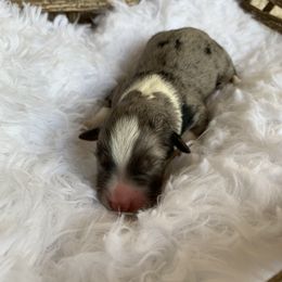 Girl 3 - Australian Shepherd puppy in Paint Rock, Alabama from Kotah’s Kennels