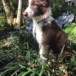 Border Collie Puppies from Willow Spring Border Collies