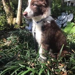 Border Collie Puppies from Willow Spring Border Collies