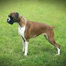 Boxers from Booten's Boxers