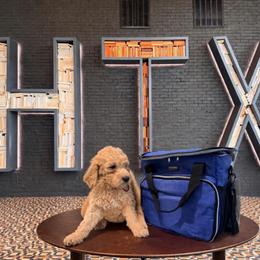 Spider Man - Cream male Goldendoodle puppy in Houston, Texas from Were The Mack'Doodles