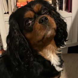 Daliaha - Cavalier King Charles Spaniel