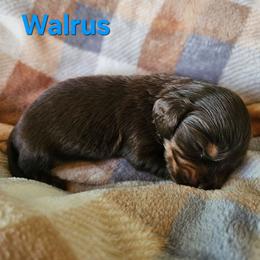 Walrus aka Wally - Chocolate and tan male Dachshund puppy in Orlando, Florida from Small Batch Doxies