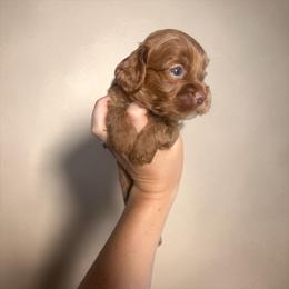 Zip - Red and white male Cockapoo puppy in 77304, Texas from Little Valley Puppies