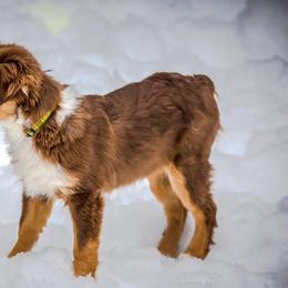 Miniature Australian Shepherd All Grown Up from Tincture of Thyme