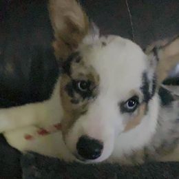Everest - American Corgi