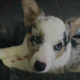 Everest - American Corgi
