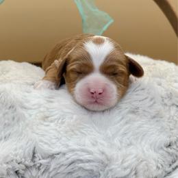Aspen - Caramel male Australian Labradoodle puppy in Anderson, California from Shaggy Doodles