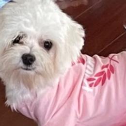 Maltese and Morkies from Heavenly Paws