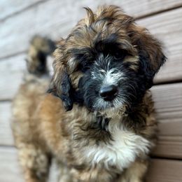 Scout - Black and white female Bernedoodle puppy in Mint Hill, North Carolina from Ball-Y-Hoo Bernedoodles