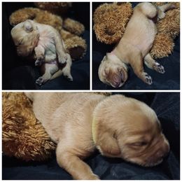 Labrador Retriever Puppies from Spring Water Labs of the Carolinas