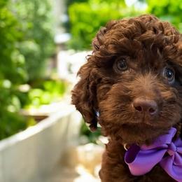 Goldendoodles from Baker County Goldendoodles