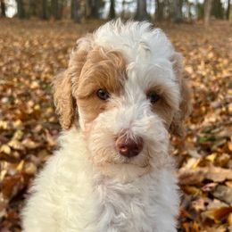 Lime Green Girl - Parti female Goldendoodle puppy in Huntsville, Alabama from Winchester Doodles