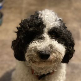 Bella - Goldendoodle