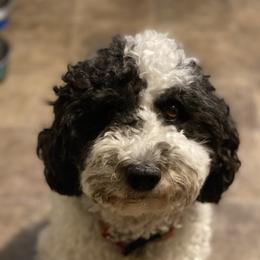 Bella - Goldendoodle