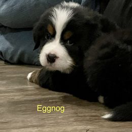 Bernese Mountain Dog Puppies from Willow Tree Berners