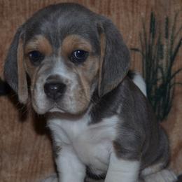 Beagle puppies from Badland Kennel