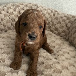Orange boy - Apricot male Goldendoodle puppy in Nampa,, Idaho from Clig Doodle Days