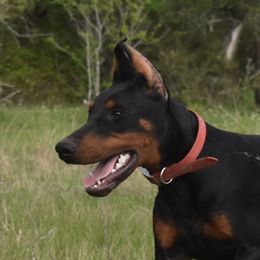 Havok - Doberman Pinscher