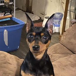 Taylor - Miniature Pinscher