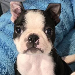 Atlas - Black brindle and white male Boston Terrier puppy in Athol, Massachusetts from Kennedy's Kennel