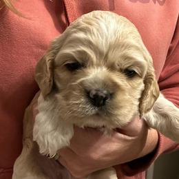 Girl 4 - Buff female Cocker Spaniel puppy in Spotsylvania, Virginia from Wilkshire Farm