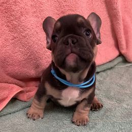 Dewey - Tricolors male French Bulldog puppy in Blountstown, Florida from Fairytale French Bulldogs of Florida