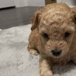 Poodles from Royal Toy Poodle