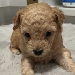 Poodles from Royal Toy Poodle