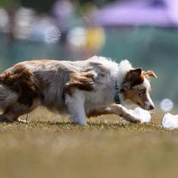 Nova - Australian Shepherd