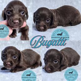 BUGATTI - Chocolate male Dachshund puppy in Columbia, Louisiana from Diamond 5R Ranch AKC & CKC Miniature Dachshunds