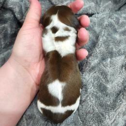 AKC Red Dapple-Piebald - Dapple female Dachshund puppy in Colville, Washington from G&B Iron Mountain Dachshunds