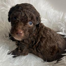 Benny chocolate abstract - Brown and white male Aussiedoodle puppy in Clarkston, Washington from Doodle & Poodle Palace